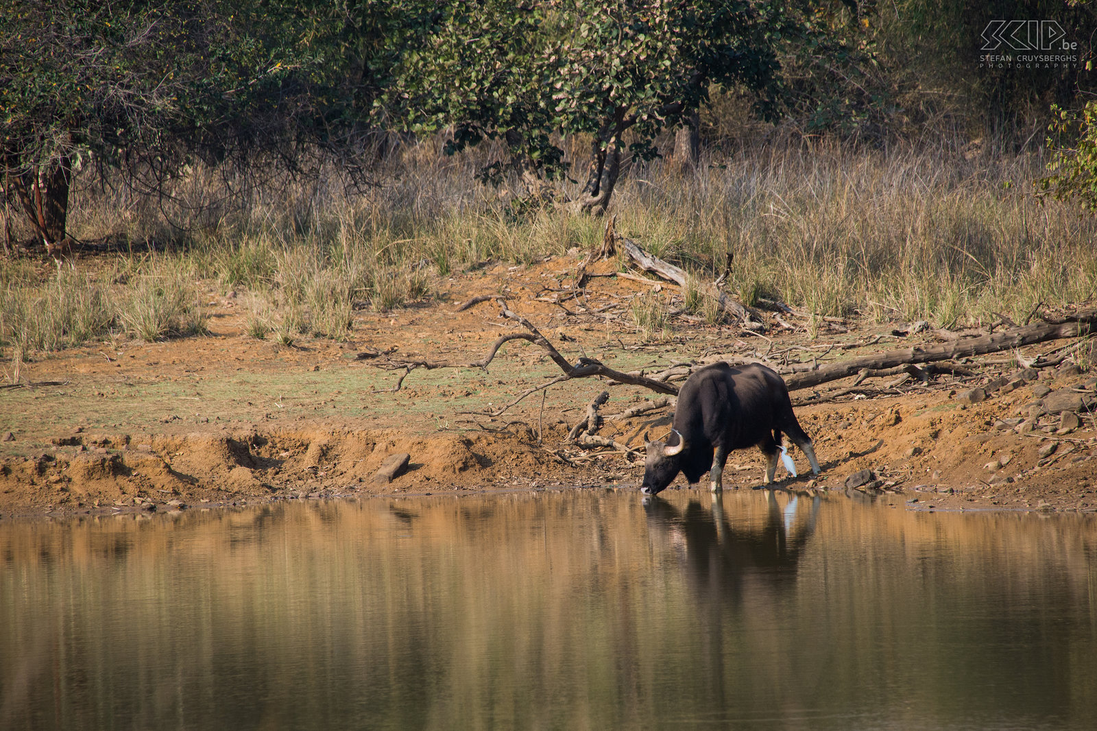 Tadoba - Gaur The gaur, also called Indian bison, is the largest bovine living in Asia. Stefan Cruysberghs